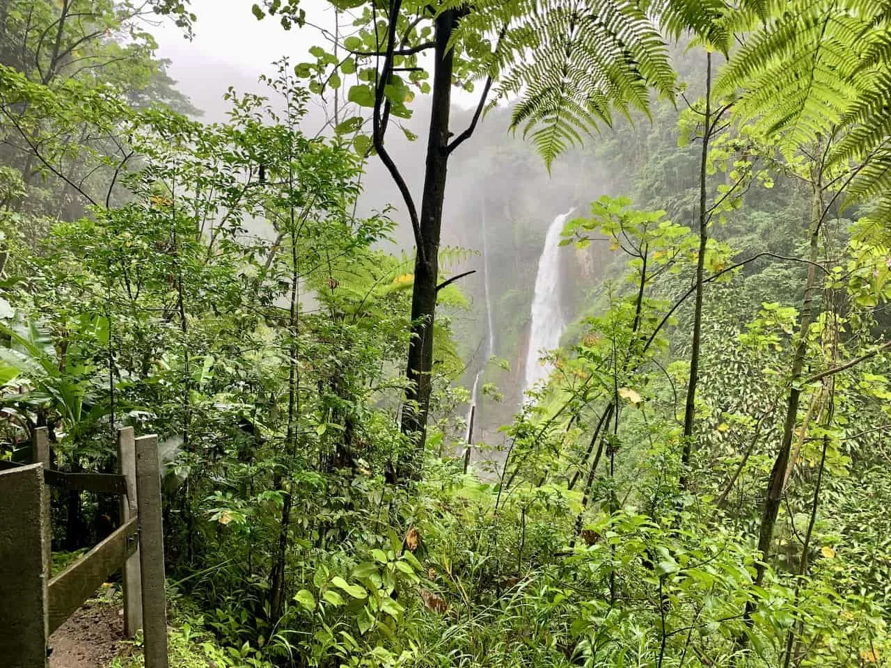 Catarata del Toro Rainforest