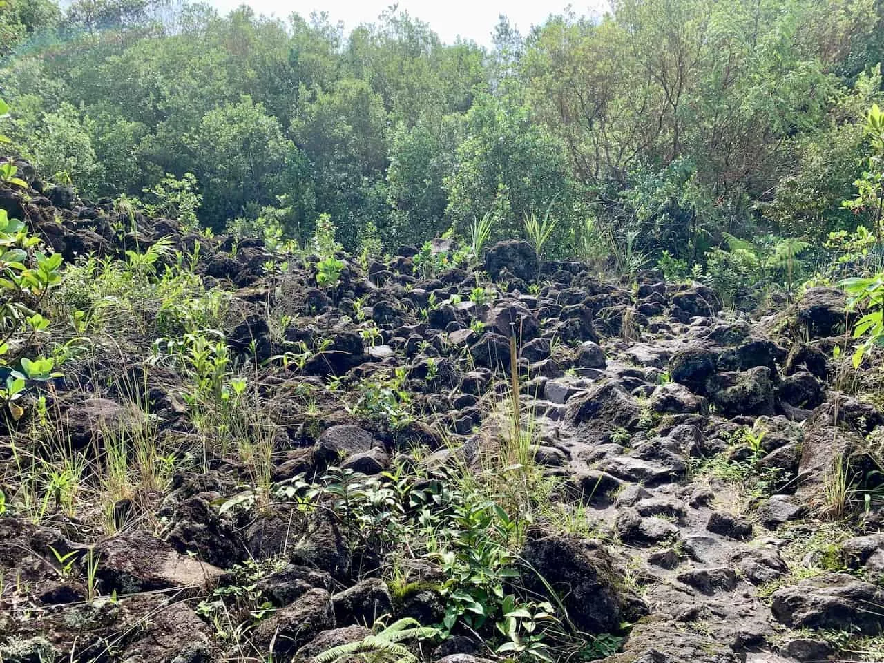 1992 Old Lava Flow Arenal