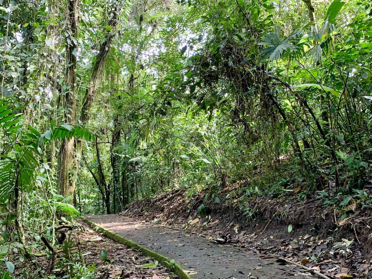 El Tororoi Trail