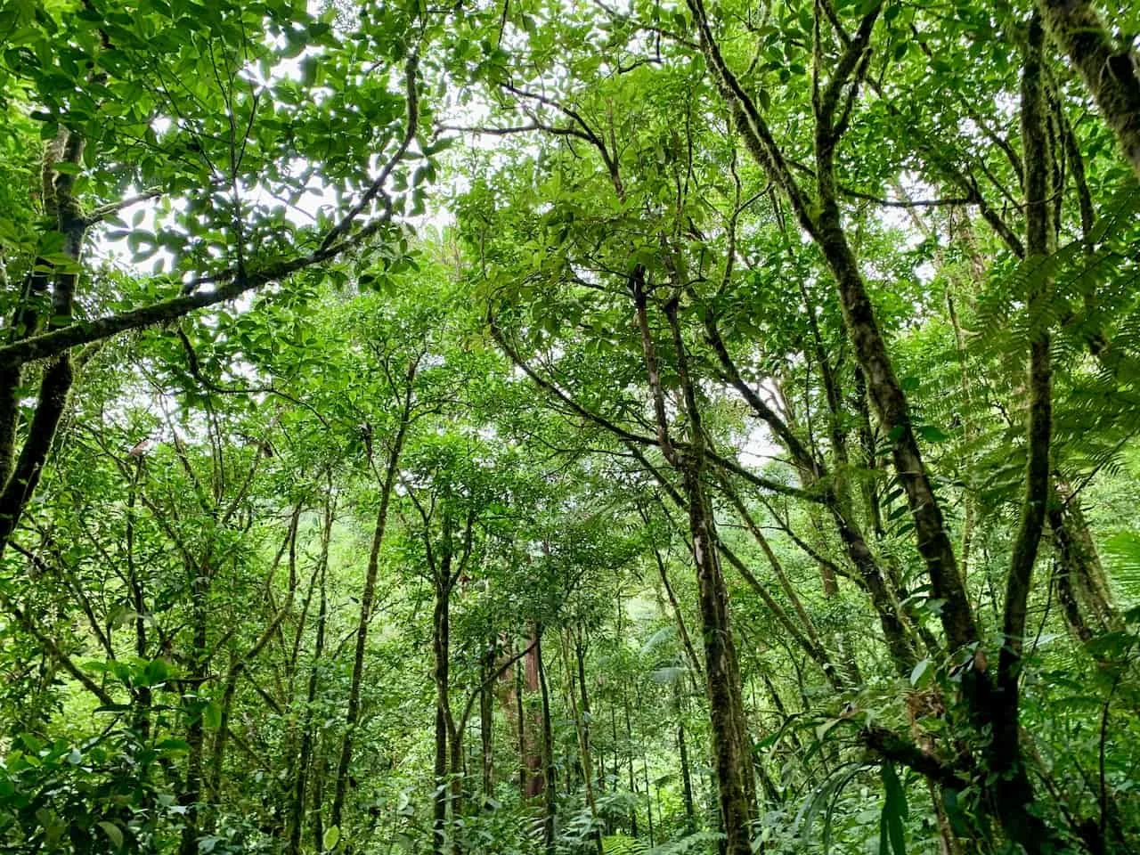 Tenorio Volcano National Park