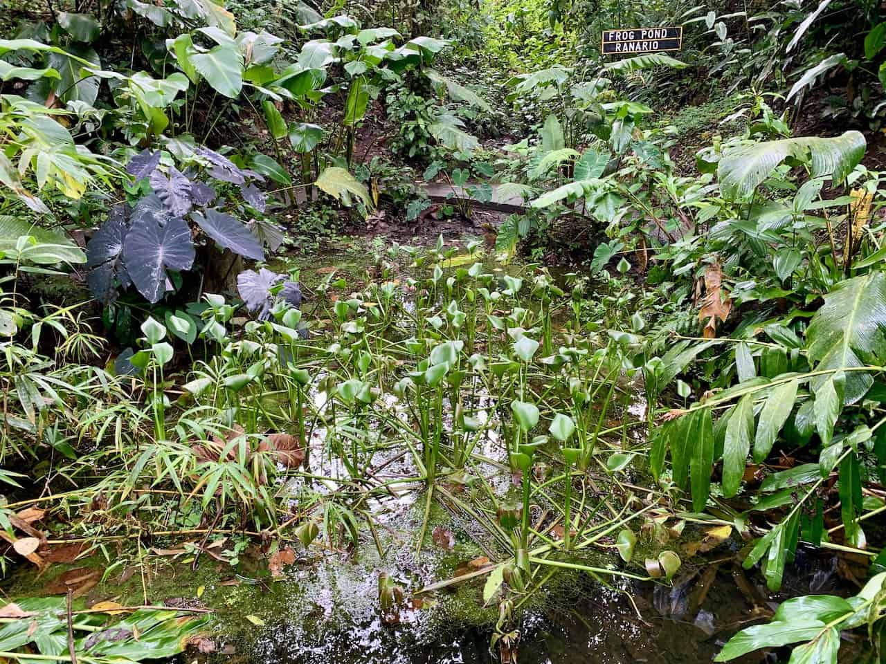 Arenal Frog Pond