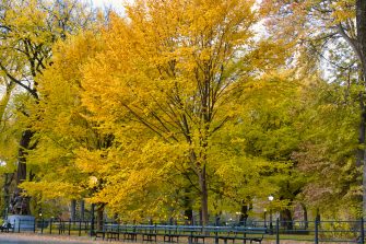 Central Park Fall Foliage Guide | 2023 Best Locations & Foliage Map