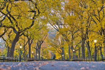 Central Park Fall Foliage Guide | 2023 Best Locations & Foliage Map