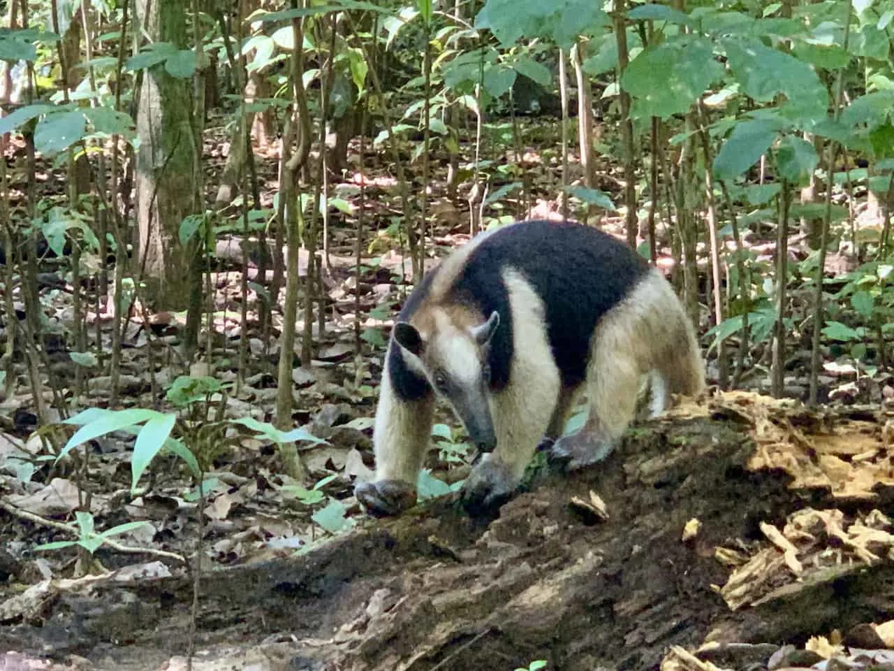 Anteater Corcovado National Park