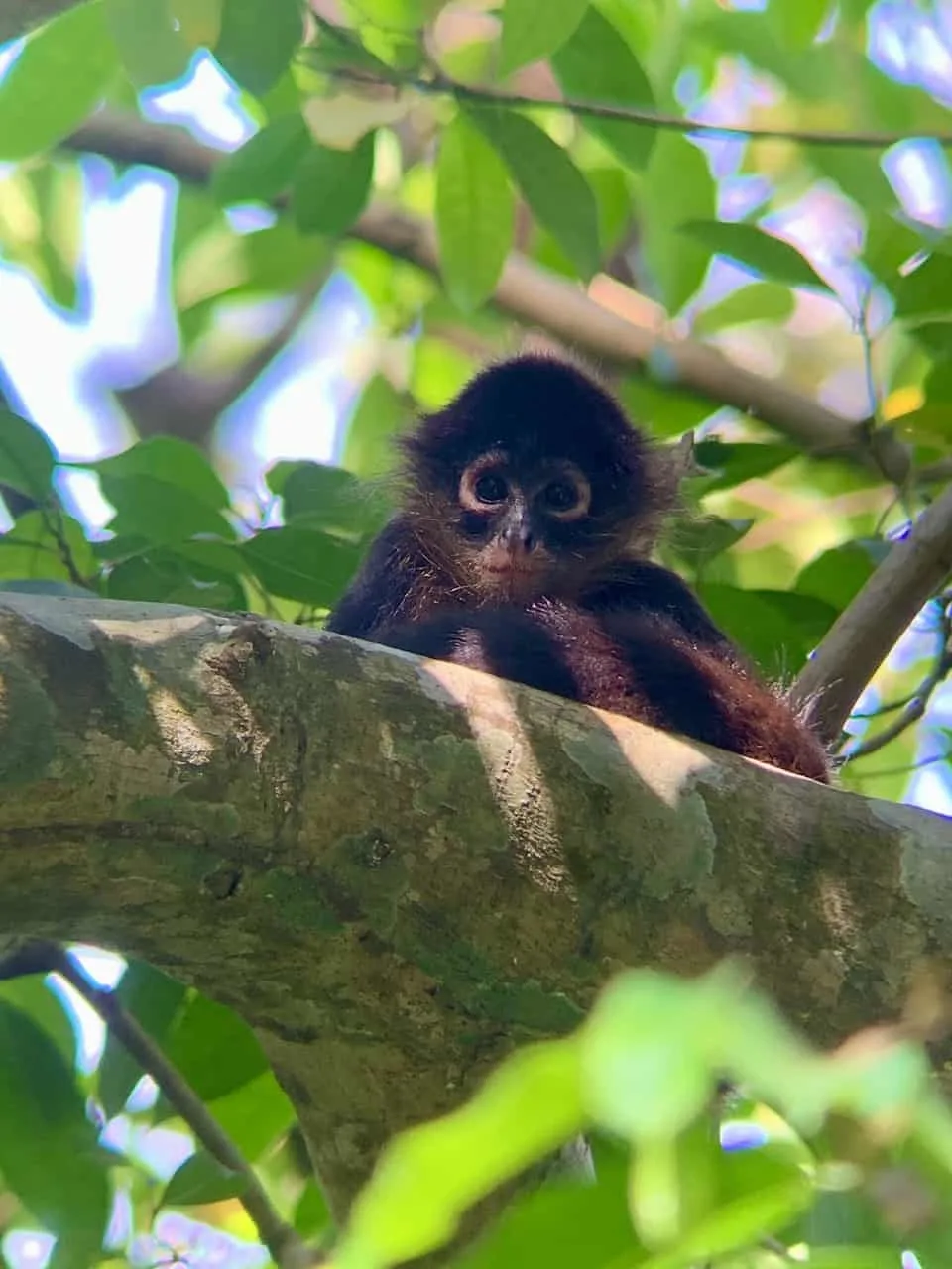 Baby Monkey Corcovado