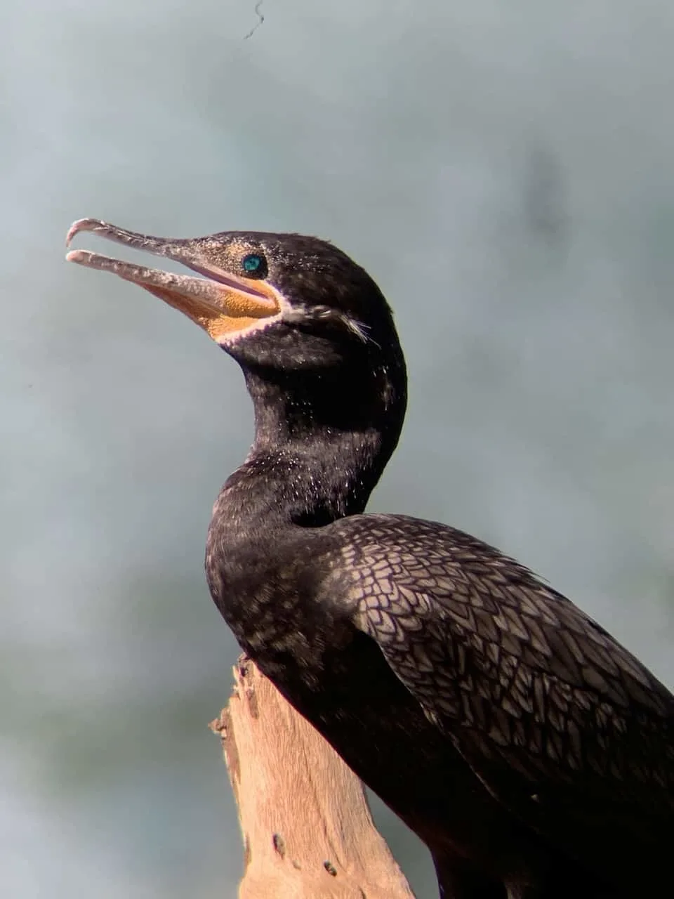 Birds of Corcovado