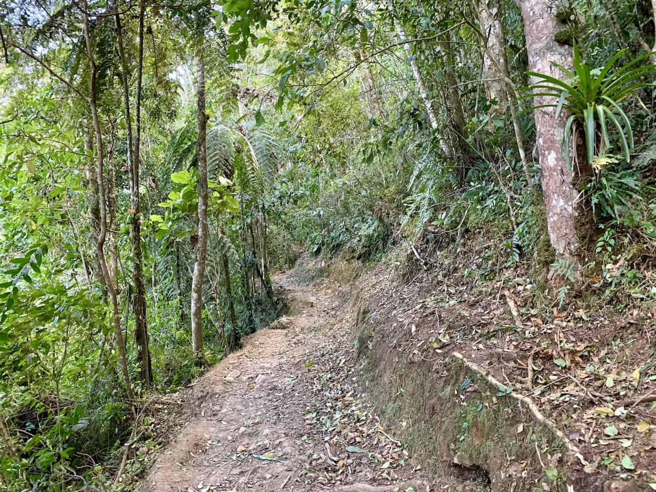 Cerro Chirripo Forest