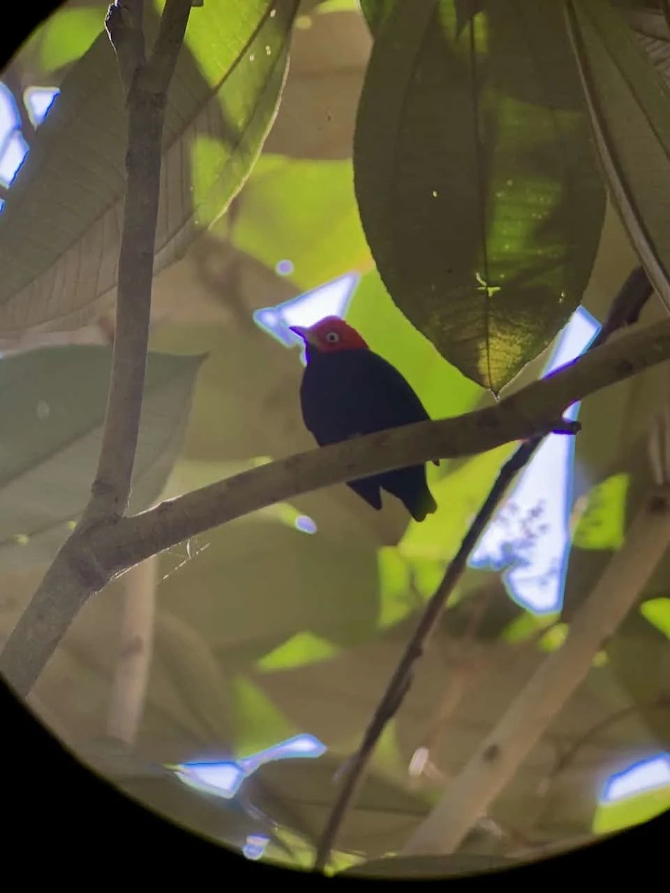 Corcovado Birds