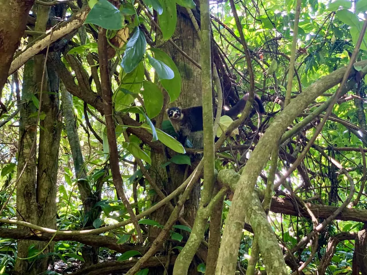 Corcovado Coati