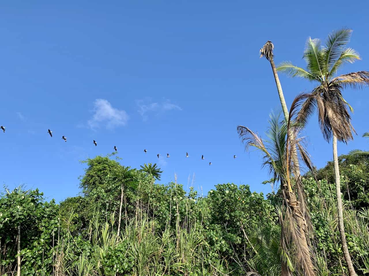 Corcovado Flying Birds