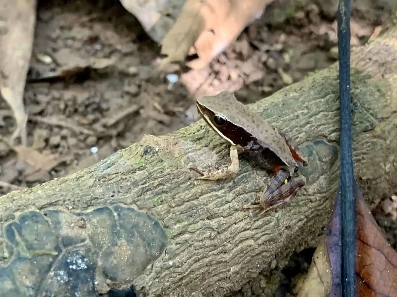 Corcovado Frogs