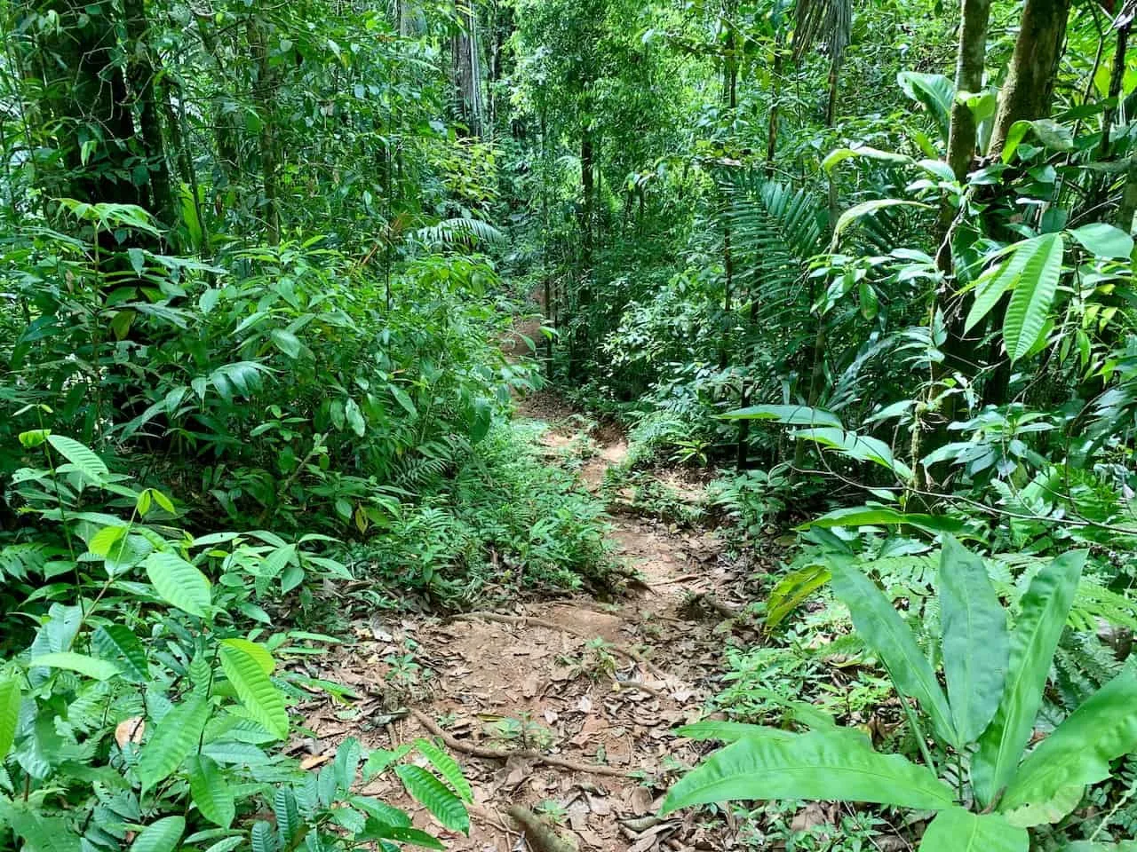 Corcovado Hiking Trails