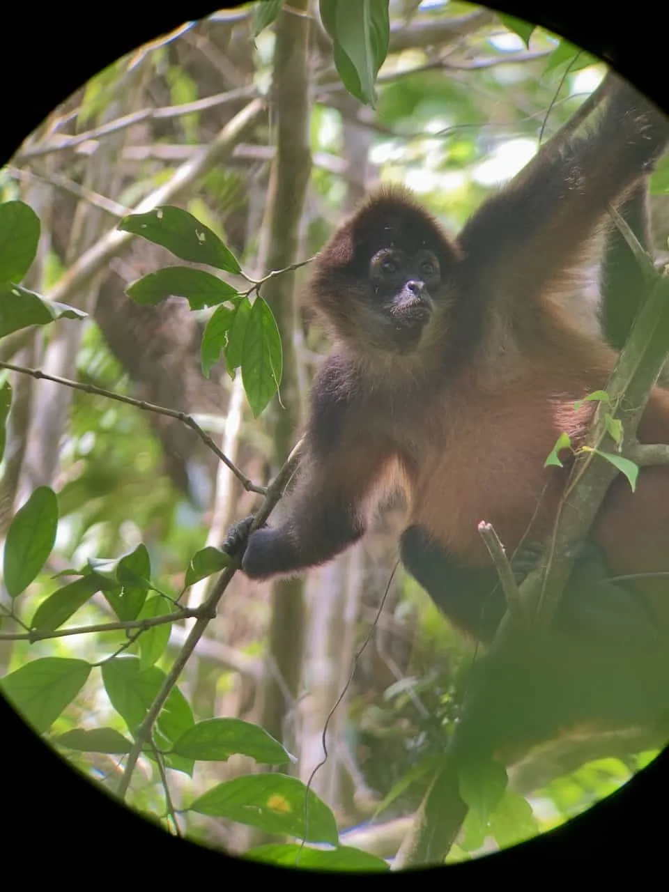 Corcovado Monkeys