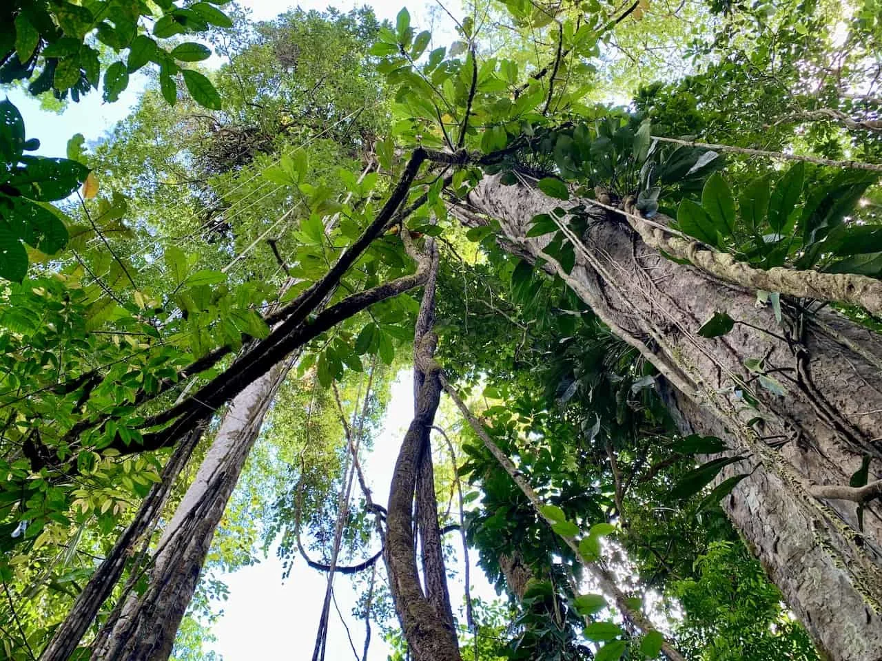 Corcovado National Park Trees