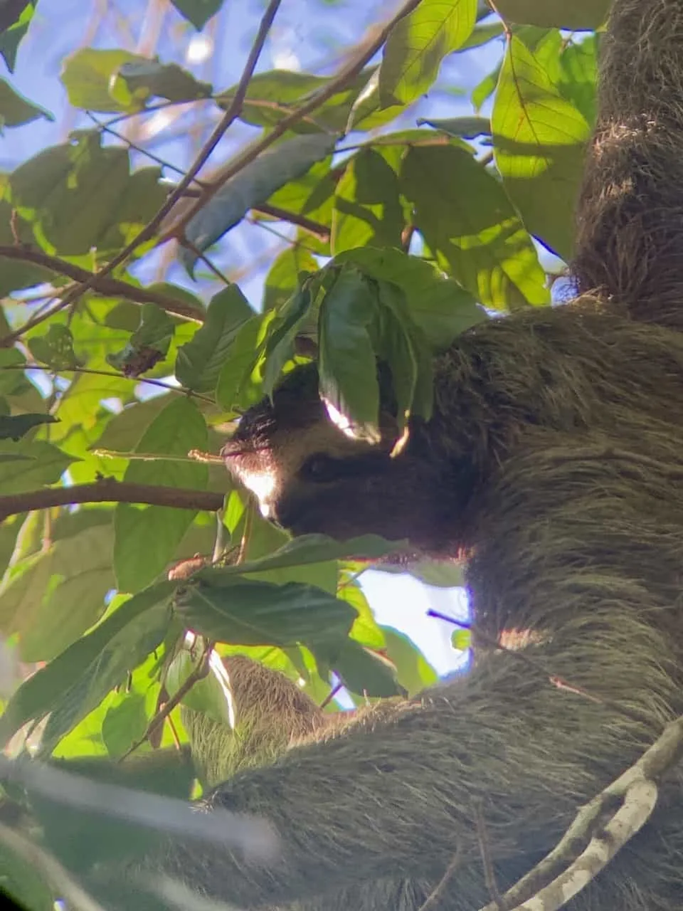 Corcovado Sloth