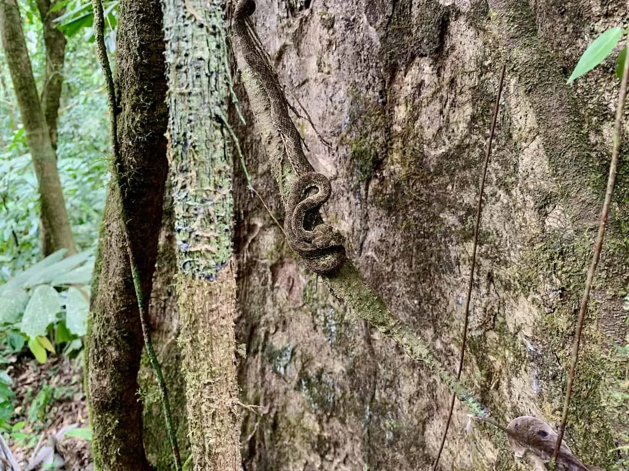 Corcovado Snake