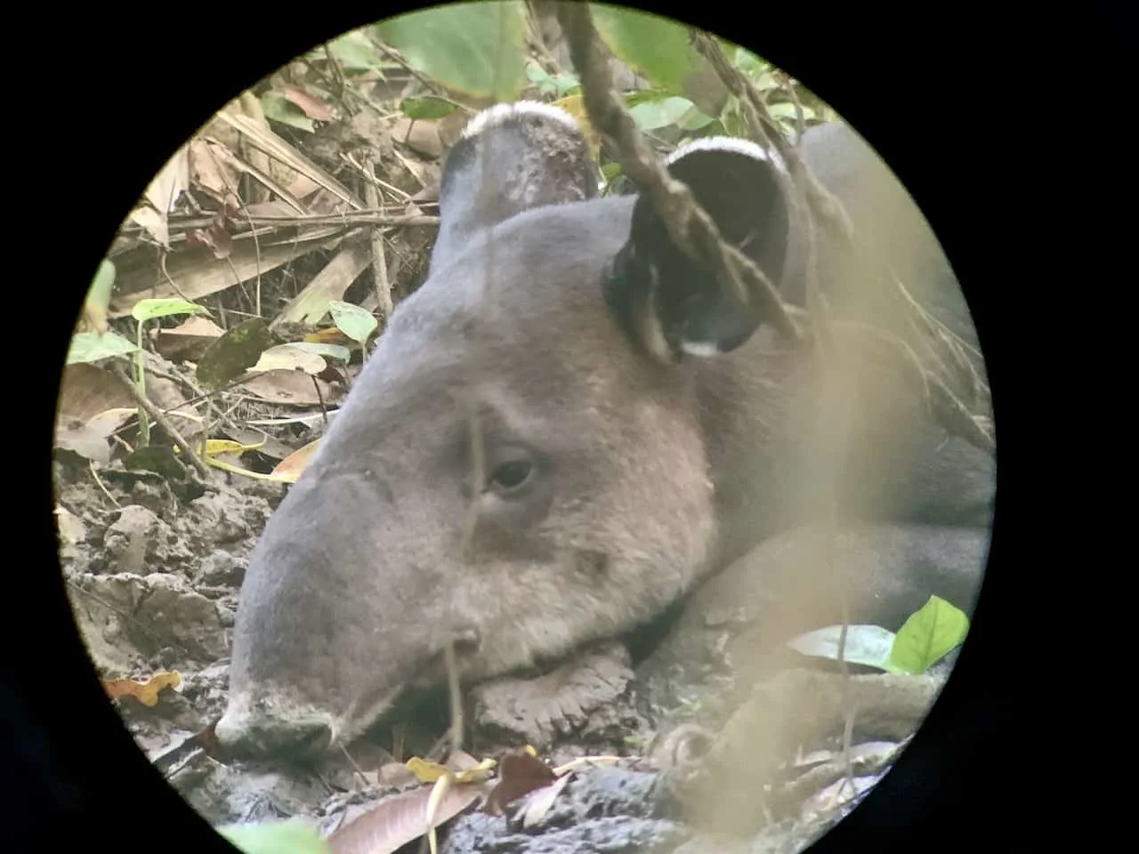 Corcovado Tapir