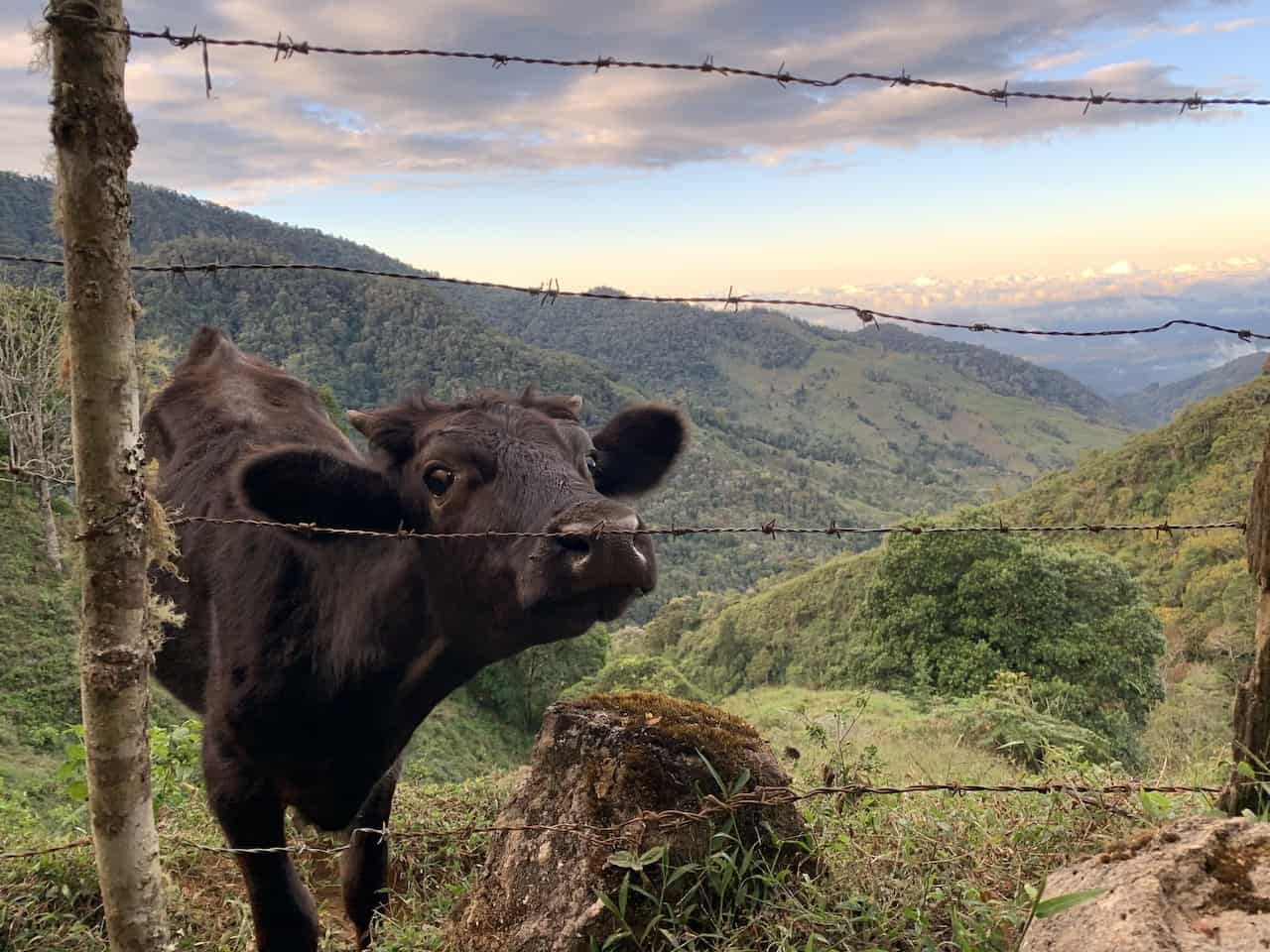 Costa Rica Animal Pasture