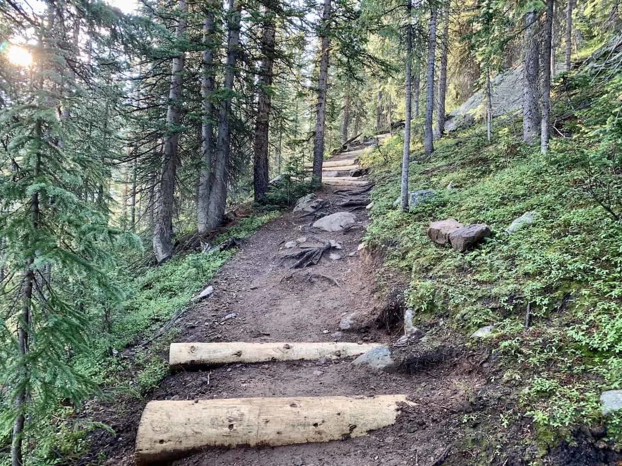 Forest Hiking Colorado