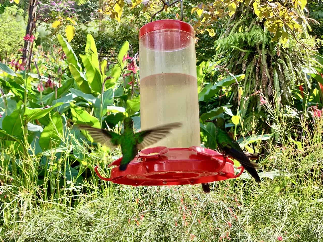 Hummingbirds La Paz Waterfall