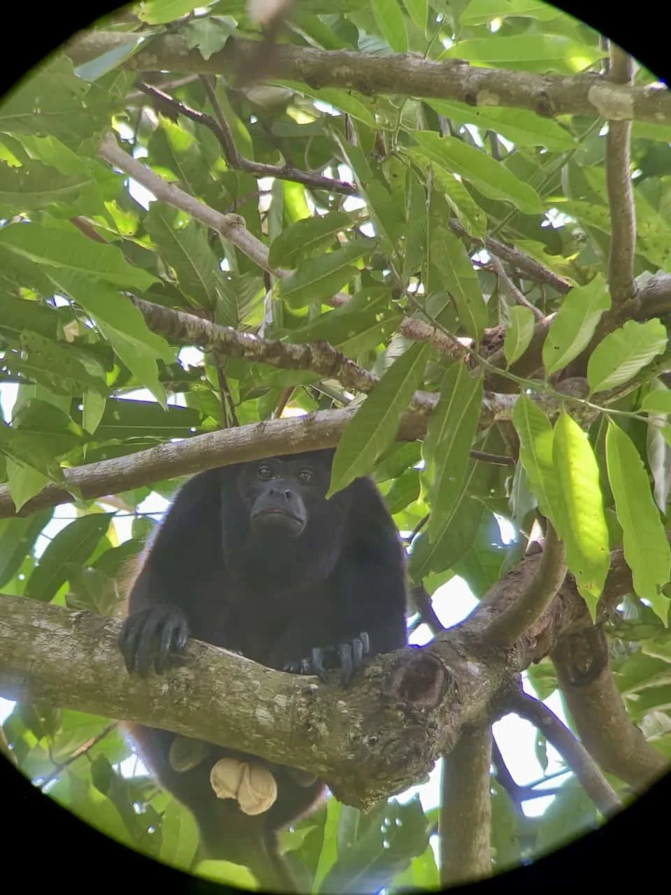 Monkey Corcovado National Park