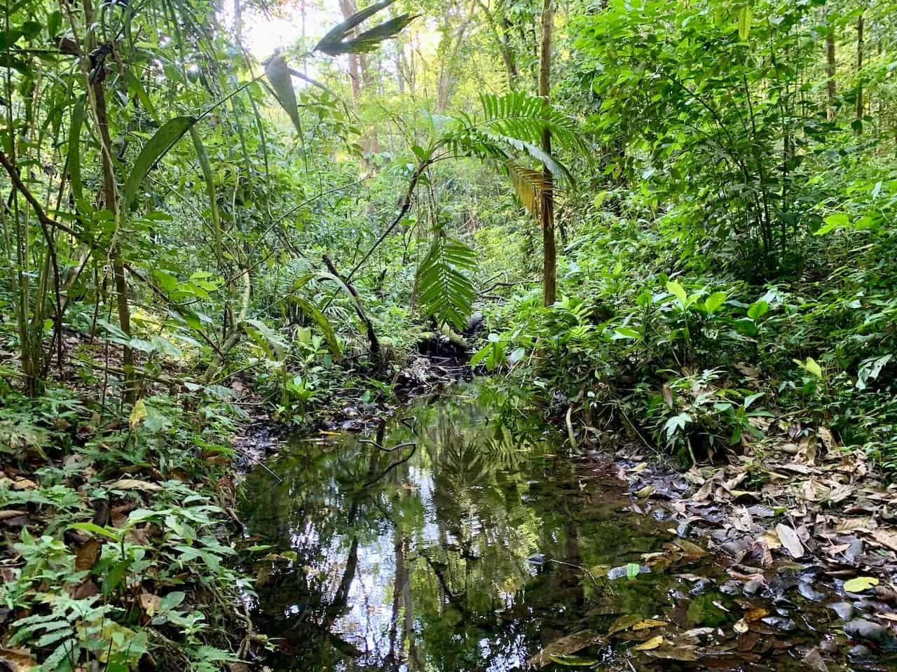 Sirena to Los Patos