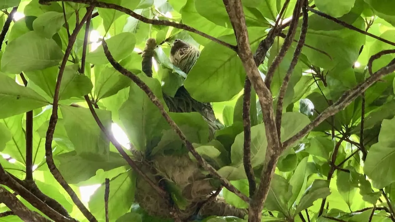 Costa Rica Sloths