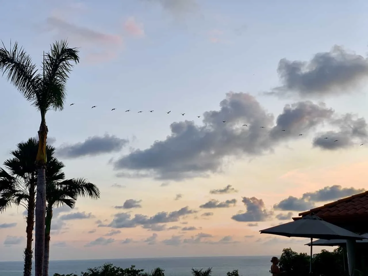 Manuel Antonio Birds