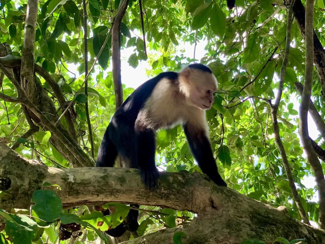 Manuel Antonio Monkeys