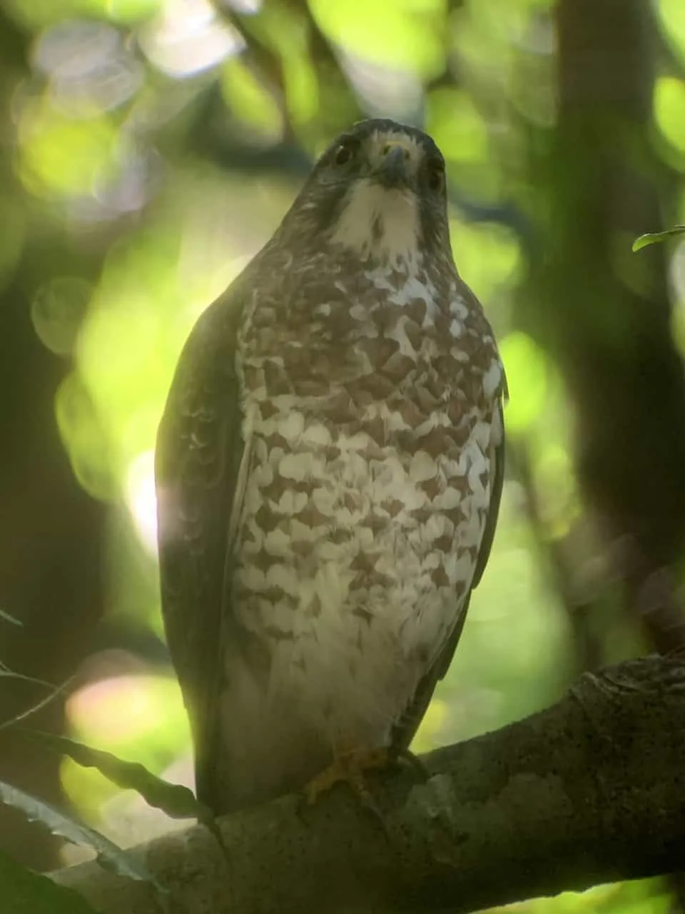 Manuel Antonio National Park Bird