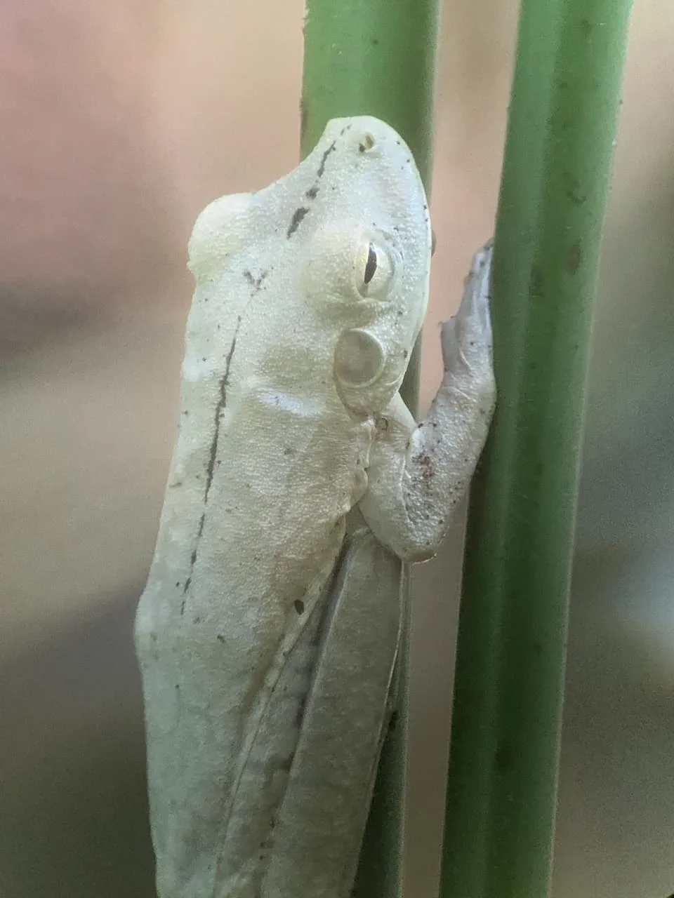 Manuel Antonio National Park Frog