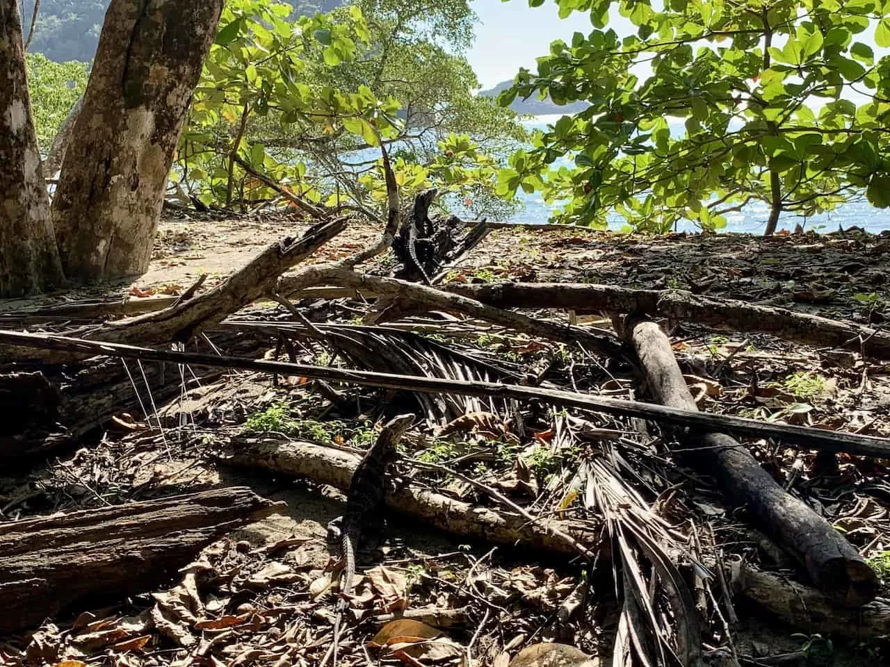 Manuel Antonio National Park Iguanas