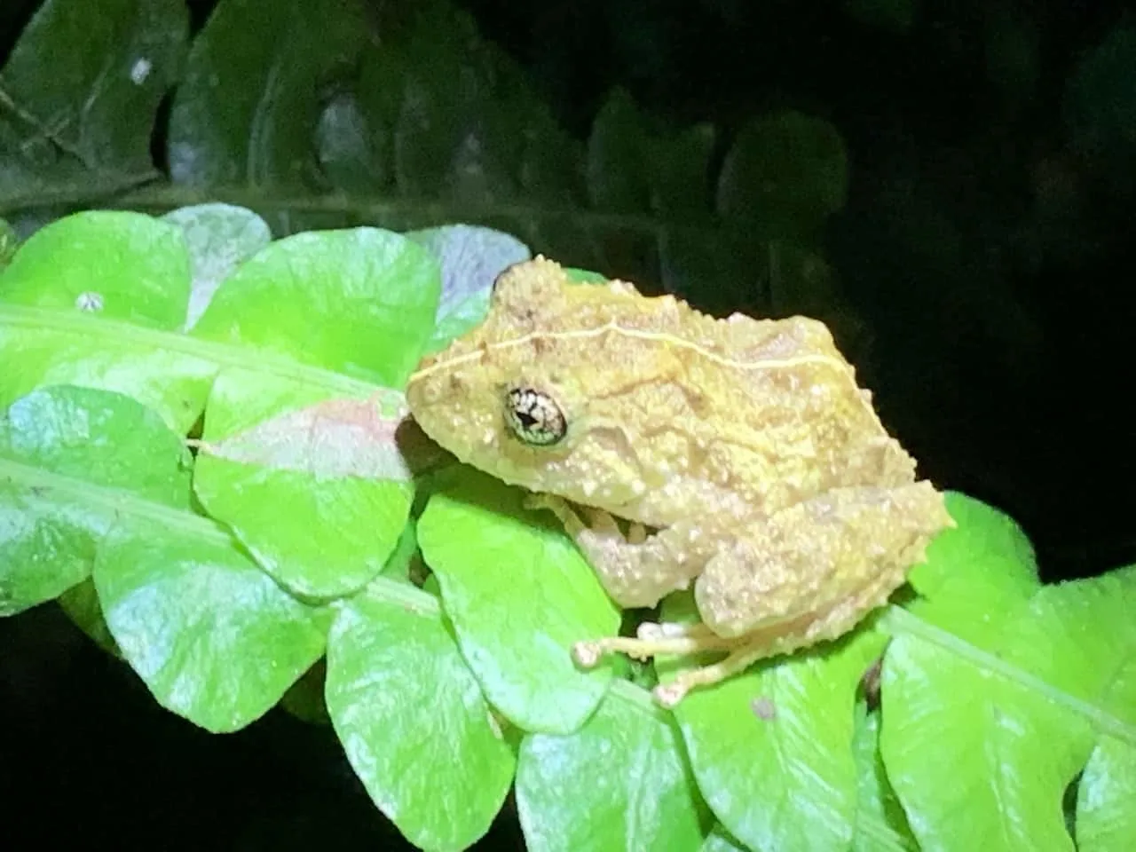 Manuel Antonio Night Tour