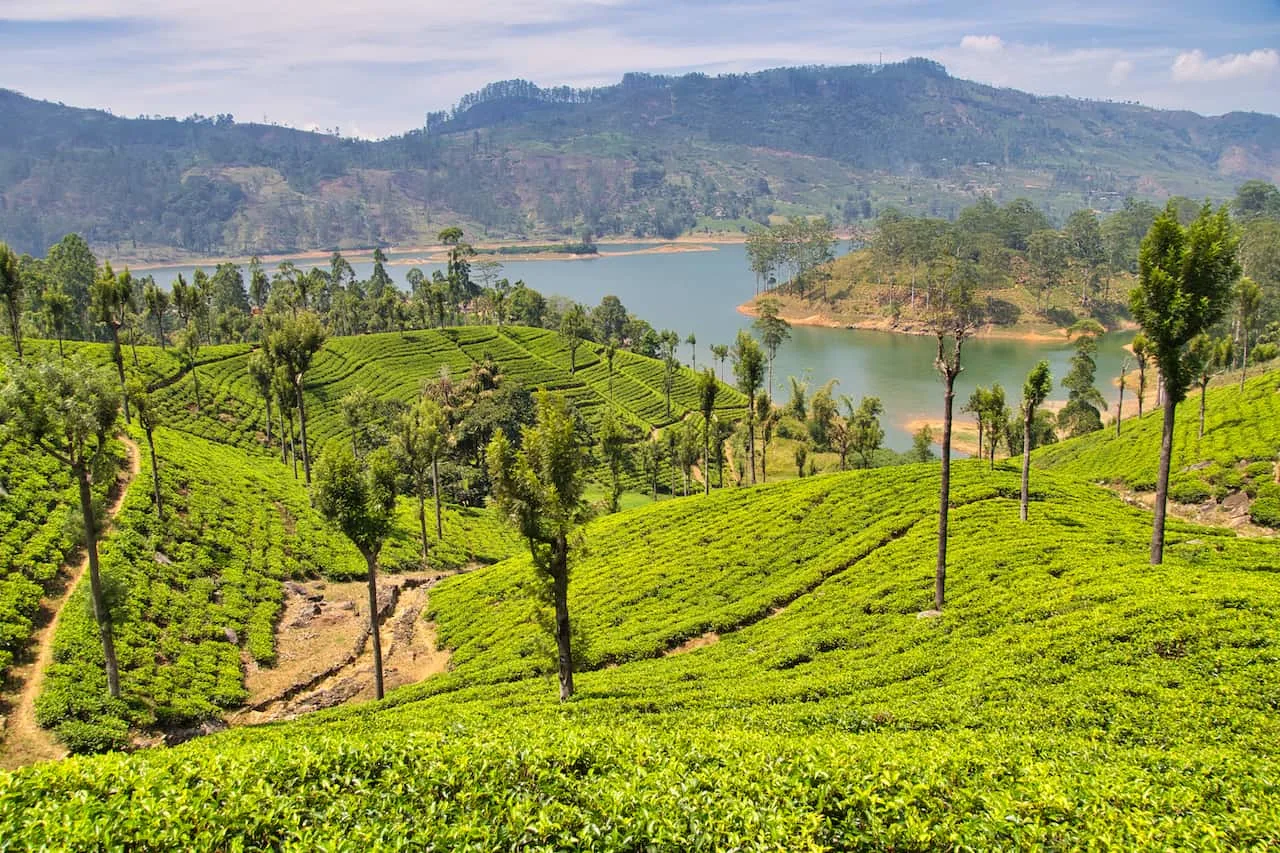 Sri Lanka Tea Fields Views