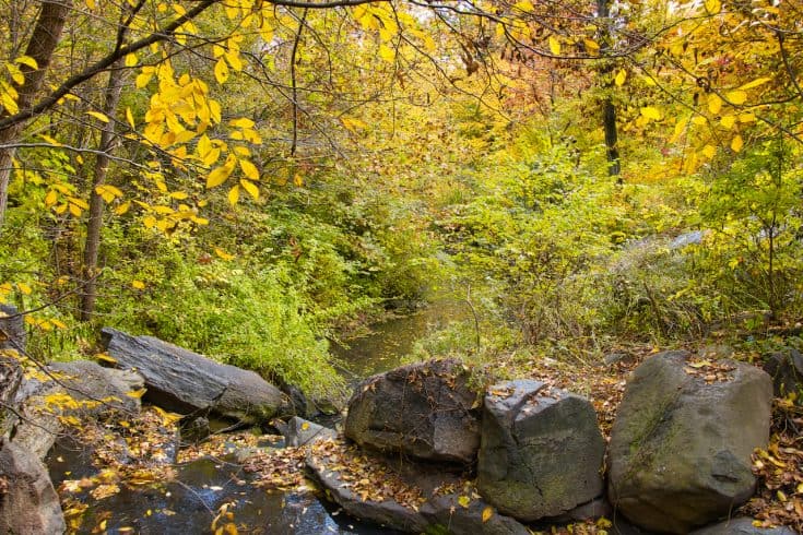 Exploring Central Park Waterfalls | Where to Find Waterfalls in Central ...