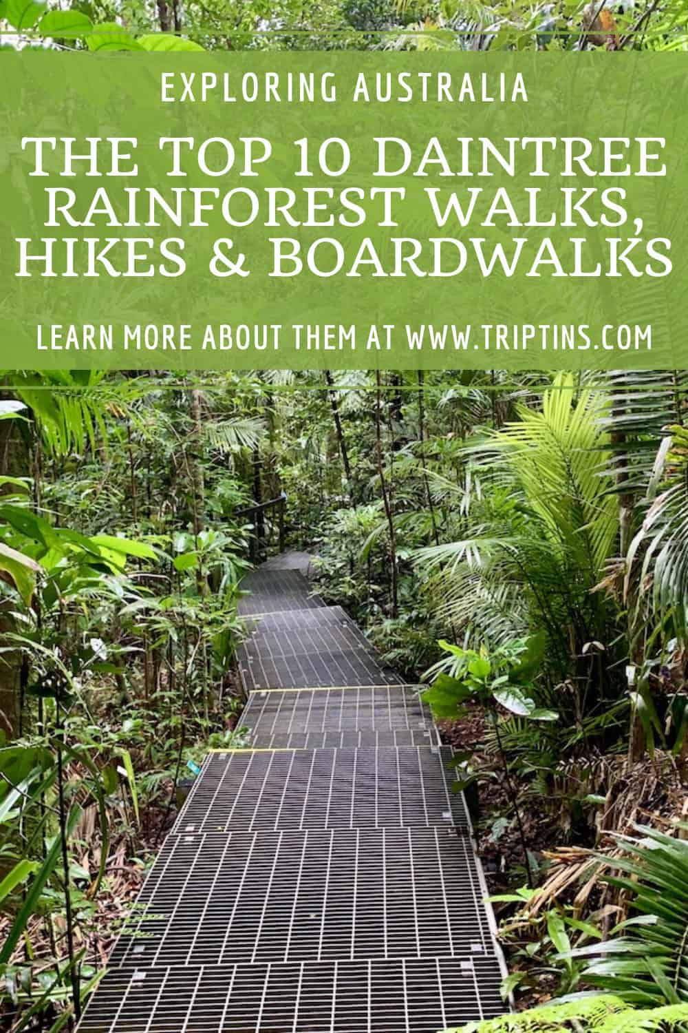 Best Daintree Rainforest Walks