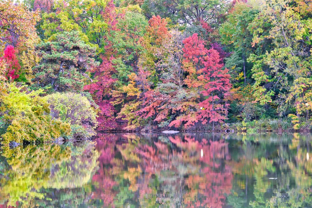 Central Park Fall Foliage 2022 15