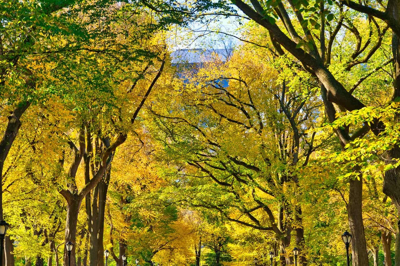 Central Park Fall Foliage 2022 7