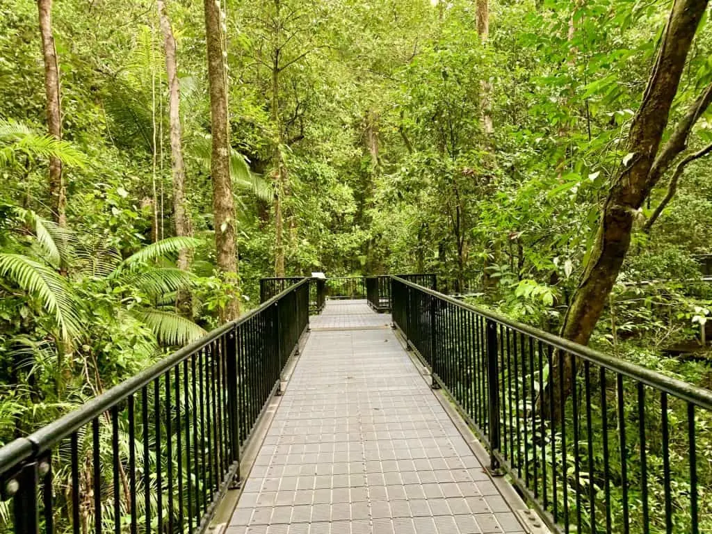 Daintree Rainforest Walks