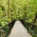Daintree Rainforest Walks