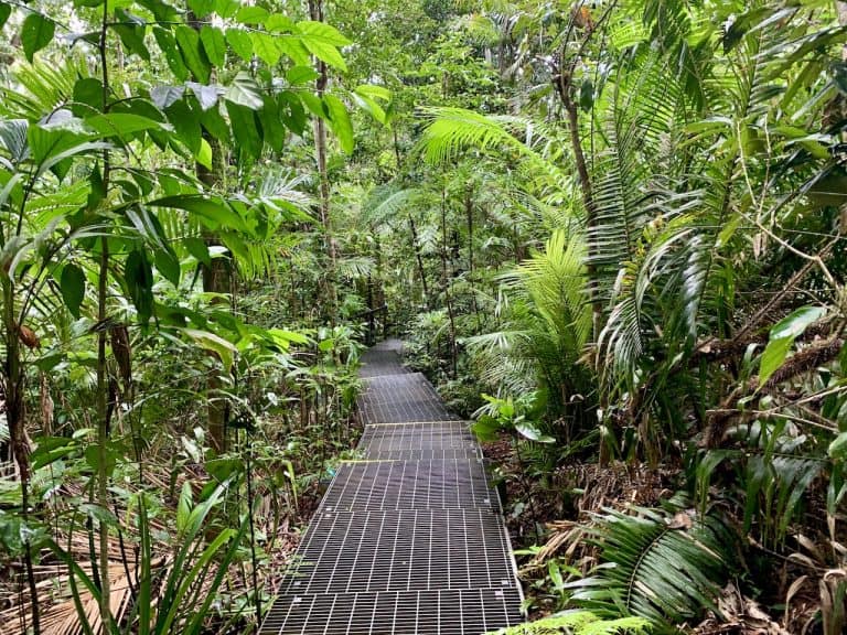 Top 10 Daintree Rainforest Walks, Hikes, Boardwalks & Trails | TripTins