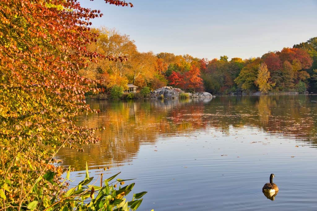 The Central Park Lake Complete Guide | Views, Boats, & Map | TripTins