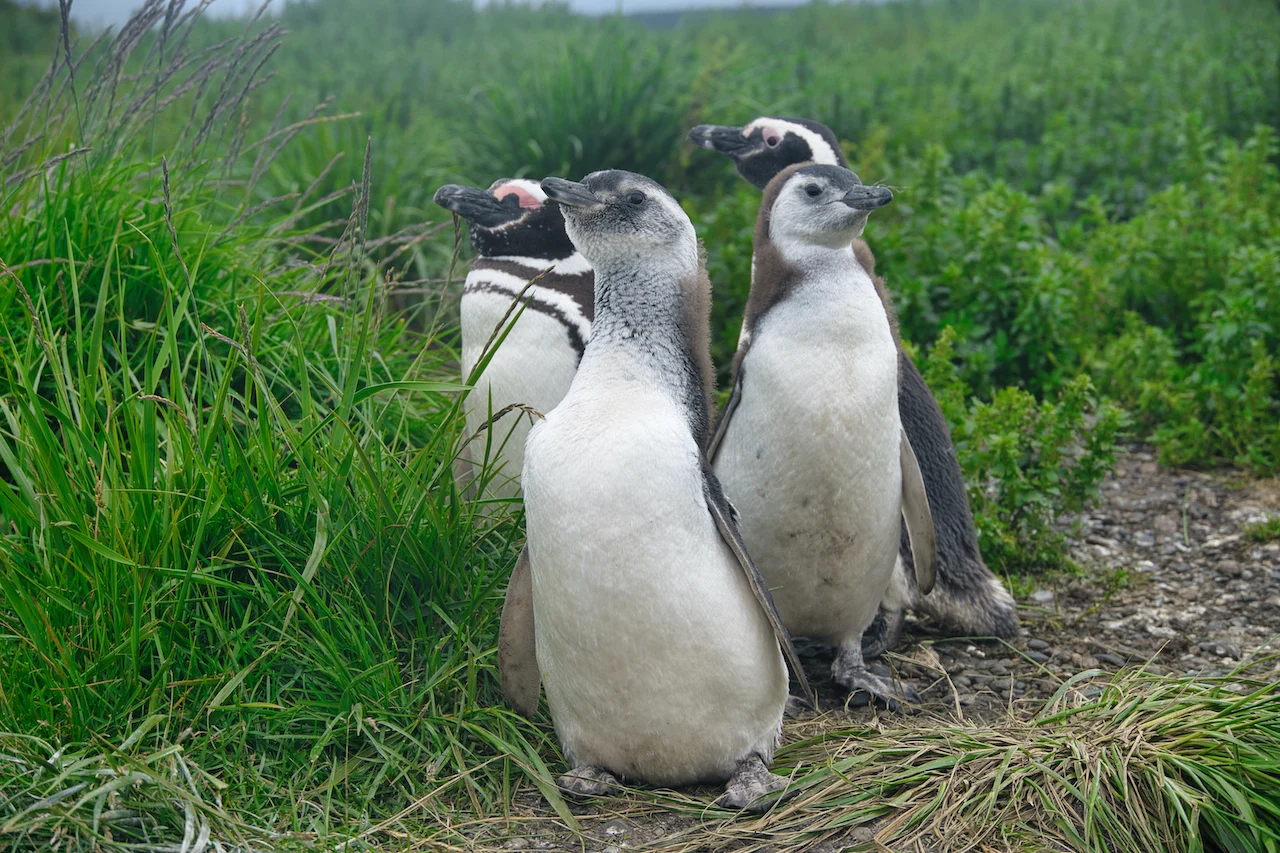 Baby Penguins Ushuaia