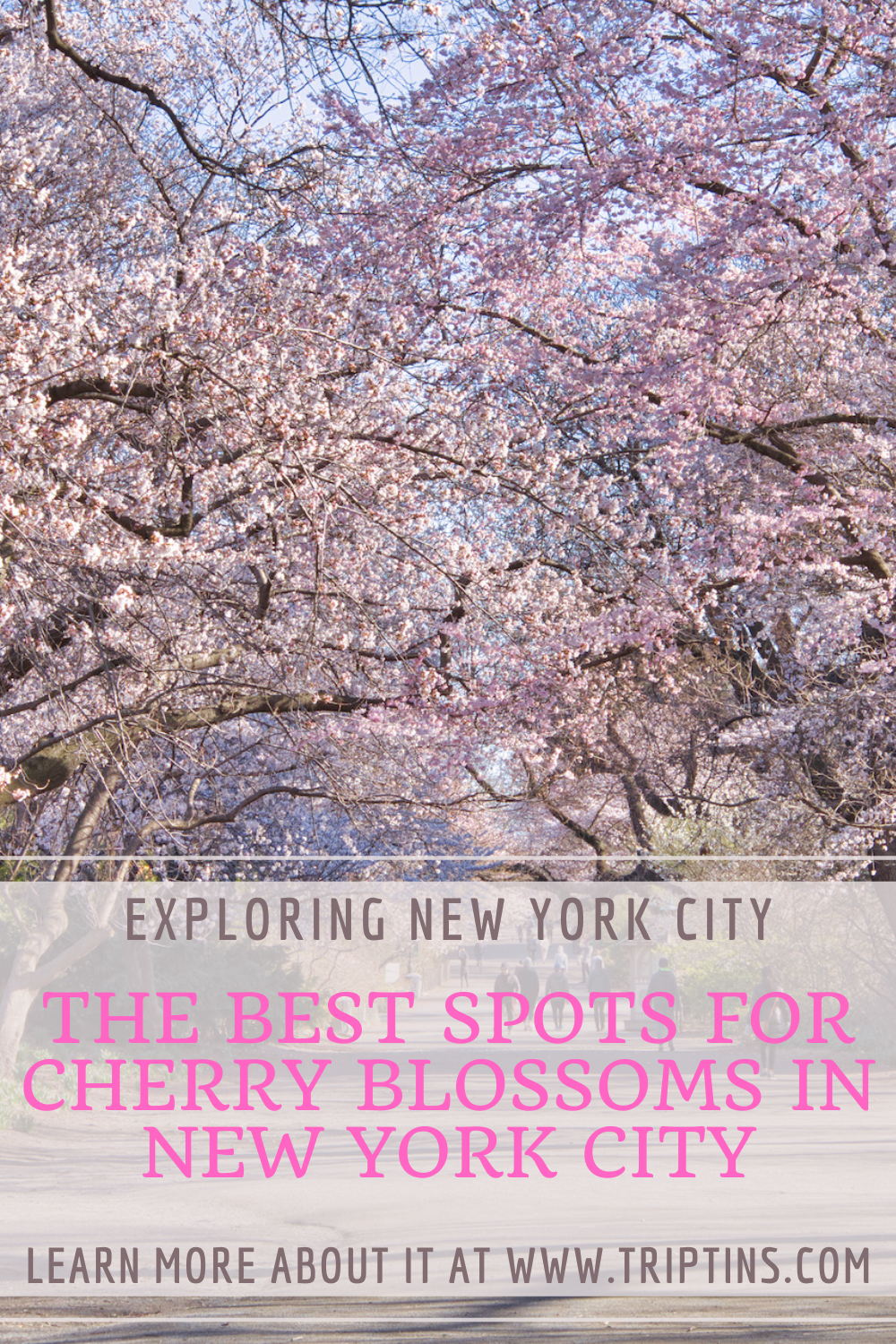 Best Cherry Blossom NYC Spots