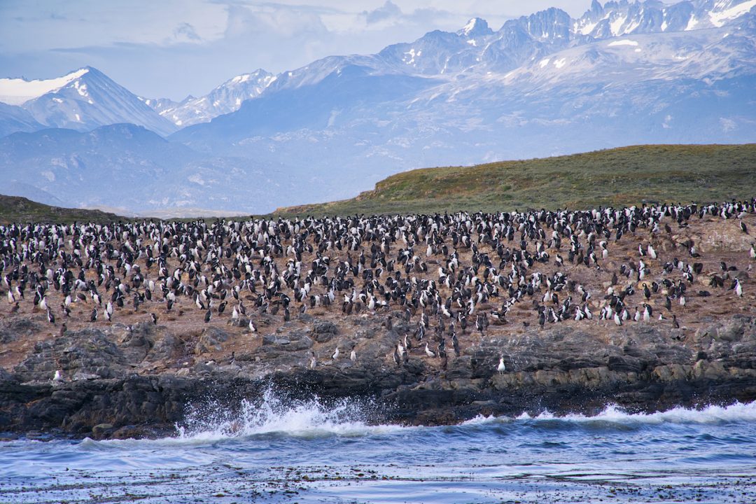 A Full Day Ushuaia Penguins Tour on the Beagle Channel & Martillo Island