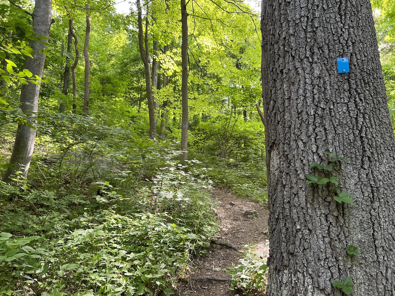 Blue Trail Markers Popolopen
