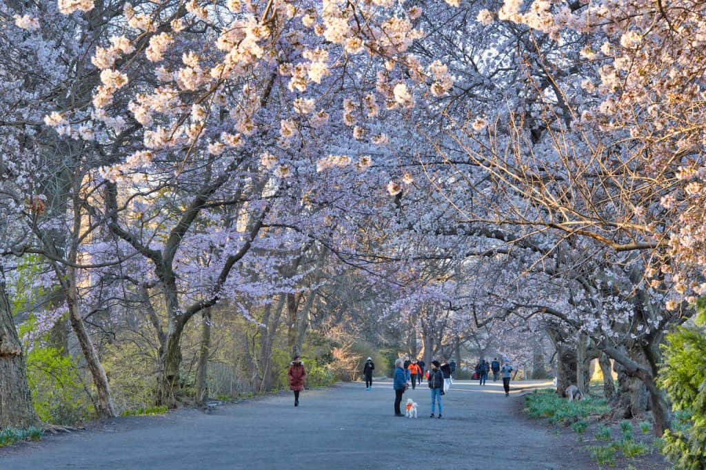 Central Park Cherry Blossoms Complete Spring Guide & Detailed Map