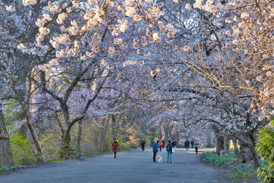 Central Park Cherry Blossoms Complete Spring Guide & Detailed Map