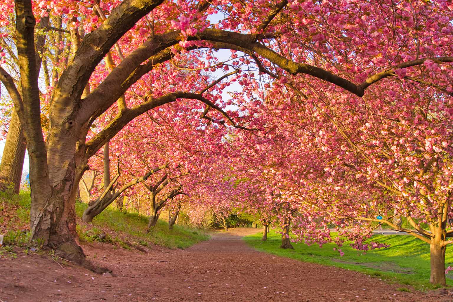 Central Park Cherry Blossoms Complete Spring Guide & DETAILED MAP