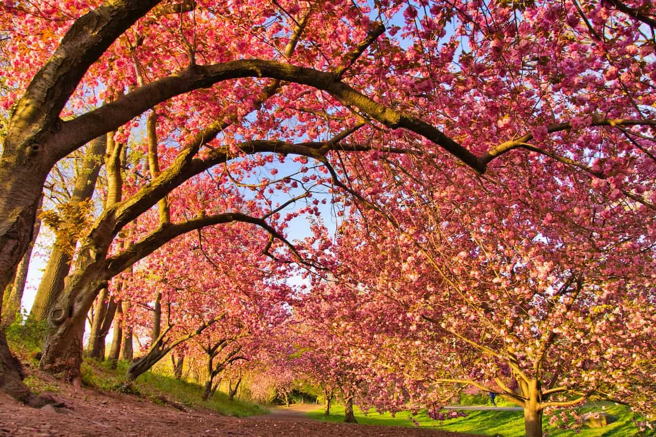 Central Park Reservoir Cherry Trees Tunnel